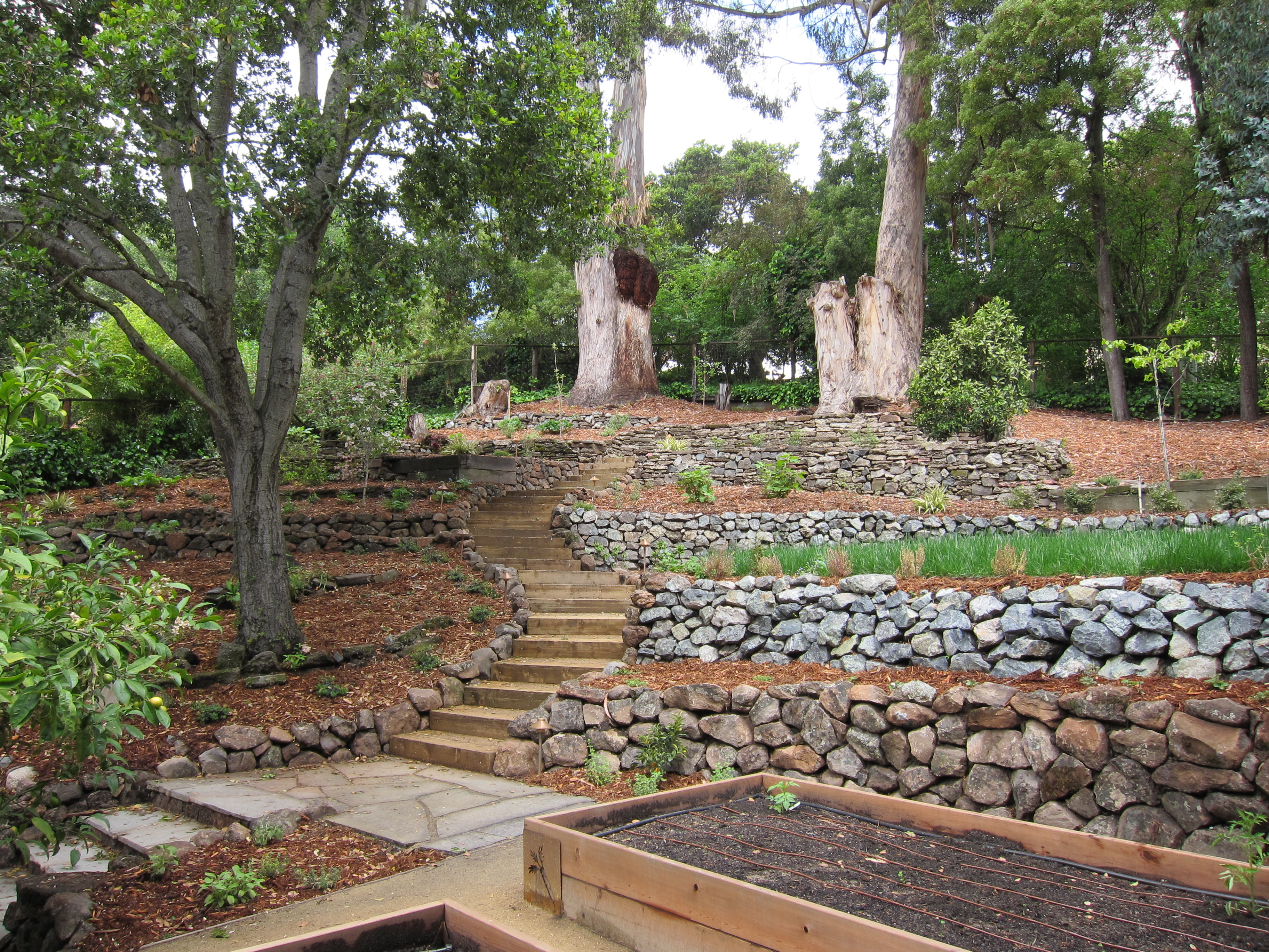 Oakland Sloped Garden | lazar landscape